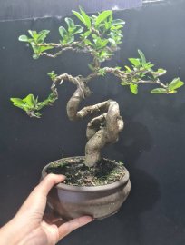 Sam hương quái giao lưu cả nhà