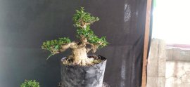 Gl ae sam hương 450k bao phí