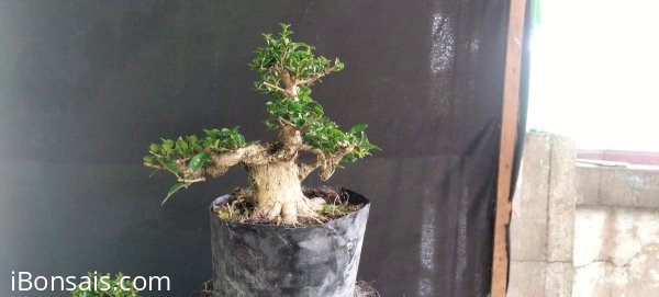 Gl ae sam hương 450k bao phí
