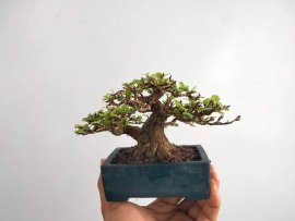 Nhật ký tác phẩm ô rô