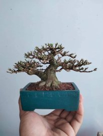 Nhật ký tác phẩm ô rô