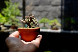 Tác phẩm sam trái siêu mini 4,5cm