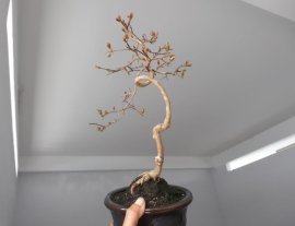 Em Tường Vi đang lộc non...