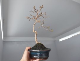 Em Tường Vi đang lộc non...