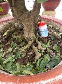 Mai vàng ghép cục thọ hương già mùa!!!