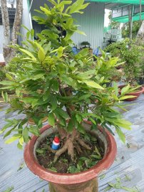 Mai vàng ghép cục thọ hương già mùa!!!