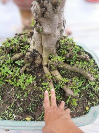 Mai chiếu thủy lá lớn cây rất già!