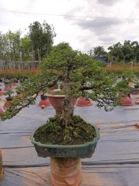 Mai chiếu thủy lá lớn cây rất già!