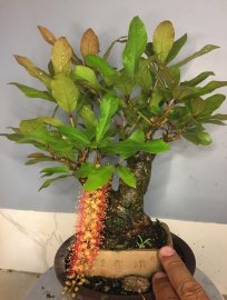 Lộc vừng mini đang hoa