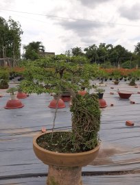 Mai chiếu thủy đế nôm quái ,cây già lâu năm !