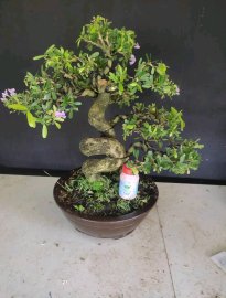 Linh sam siêu hoa rin lắc thân