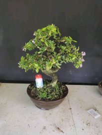 Linh sam siêu hoa rin lắc thân