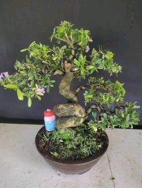 Linh sam siêu hoa rin lắc thân