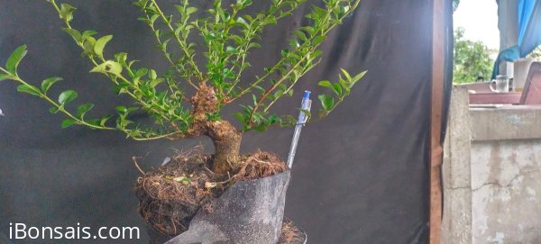 Gl ae sam hương 250k bao phí