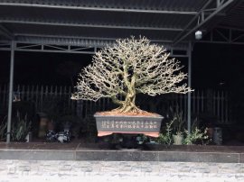 Tác phẩm linh sam