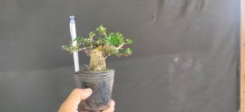 Gl ae sam hương 250k bao phí 