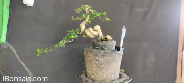 Gl ae sam hương 500k bao phí