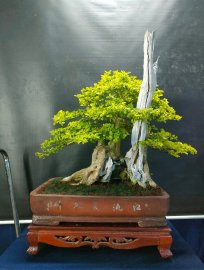 Mời ace vào xem live tối nay nhé!