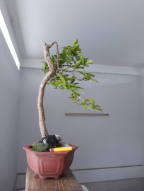 Em Lài Nhật...