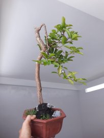 Em Lài Nhật...
