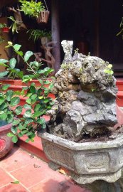 Cụ duối Hoàng Anh Mộc bệt đá