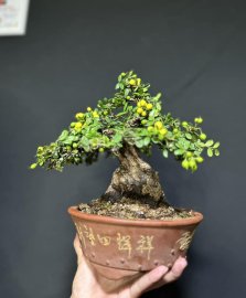 Cái củ tròn tròn lá rí mà trái nữa