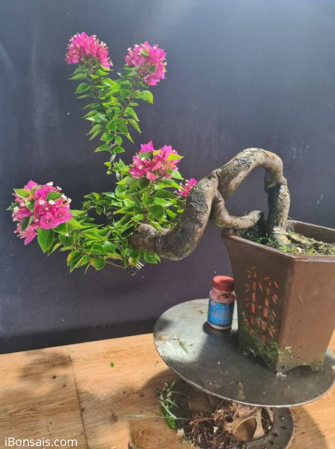 Giấy mỹ rin