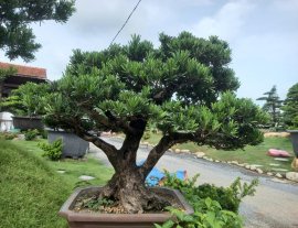 Tùng Đài loan zin