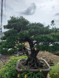 Tùng Đài loan zin