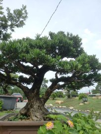 Tùng Đài loan zin