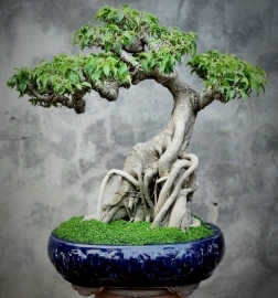 Sanh bonsai rất lâu năm mini tay cành mịn