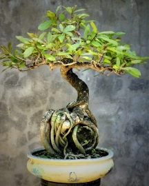 Lộc vừng già bonsai ôm đá