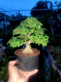 Mai chiếu thủy mini