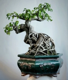 Sanh bonsai già cây