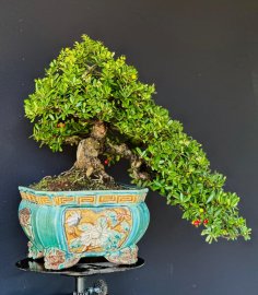 Hải châu sông cầu đổ mini