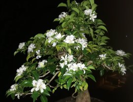 Nguyệt Quế nở về đêm...