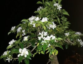 Nguyệt Quế nở về đêm...