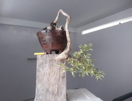 Hoa giấy ghép Cẩm Thạch tím...