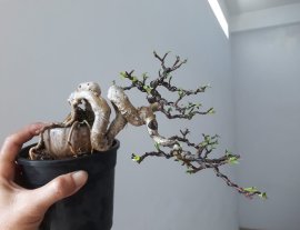 Em Mai lá lớn ép chậu Nhật...