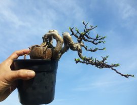 Em Mai lá lớn ép chậu Nhật...