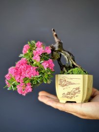 Linh sam siêu mini