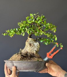Hải châu củ tròn siêu thuần