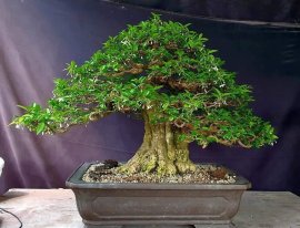 Mai chiếu thủy niềm đam mê bất tận