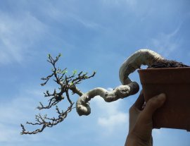 Em Mai Lá Lớn...