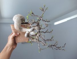 Em Mai Lá Lớn...