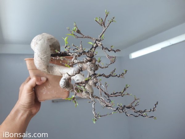 Em Mai Lá Lớn...