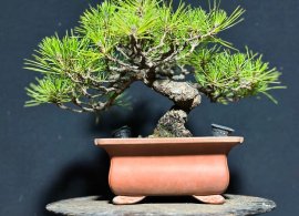 Bé thông nhật mini siêu già