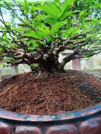 Mai chiếu thủy da đen chia sẻ ae ngắm vui