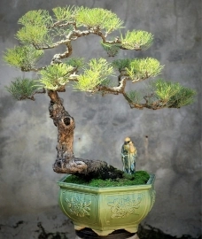 Cây dương (phi lao) bonsai già đẹp dáng nghệ thuật sạch dây