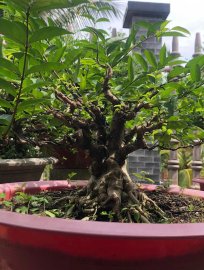 Mct lá lớn đế đẹp gl ae giá dể chơi